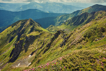Naklejka premium landscape in the Alps with fresh green meadows and blooming flowers and snow-capped mountain tops in the background