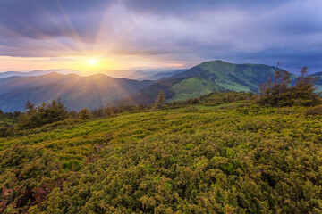 landscape in the Alps with fresh green meadows and blooming flowers and snow-capped mountain tops in the background