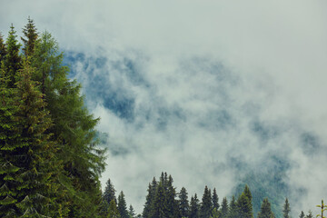 Trees in morning fog on mountain.