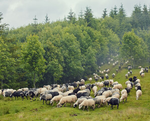 Obraz premium Panorama of landscape with herd of sheep graze on green pasture in the mountains.