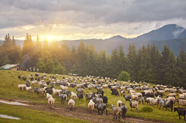 High in the mountains at sunset shepherds graze cattle among the panorama of wild forests and fields of the Carpathians.