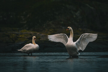 family of swans