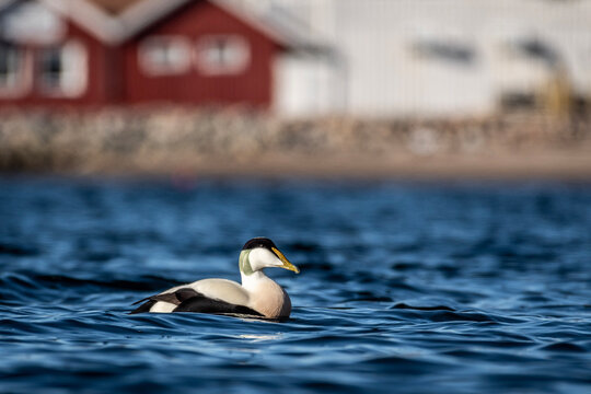 duck on the water