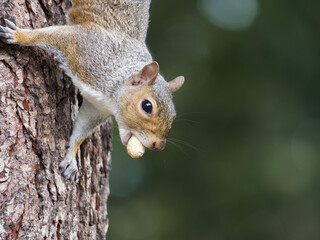 squirrel on a tree