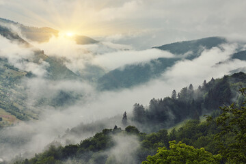 Trees in morning fog on mountain.