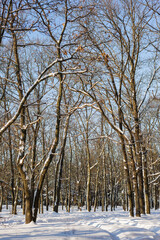 Snowy trees of winter forest. Beautiful view