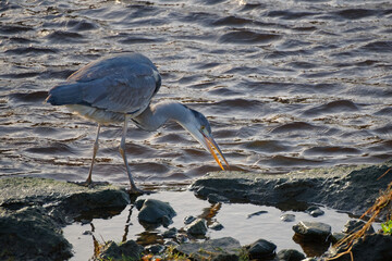 Side view of grey heron looking for prey on the river bank