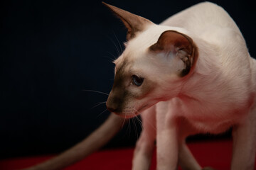 Beautiful oriental cat on a blurred background. Siamese oriental breed. Extreme type. Blurred background. Close-up.