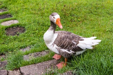Goose with blue eyes in the farm garden.