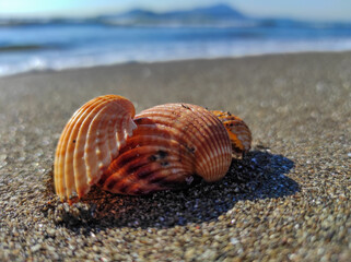 shell on the beach