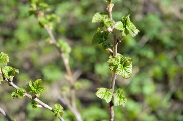 Fresh green young leaves and currant twigs in spring. Spring background. Healthy currant leaf tea