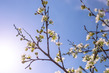 branch with sakura flowers against the sky. Blooming cherry tree
