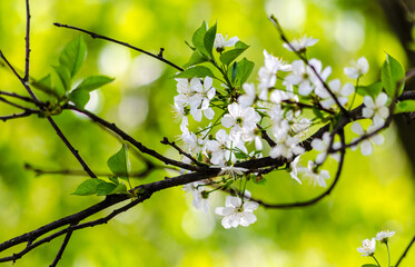 blooming white lilac on a sunny day on a green background