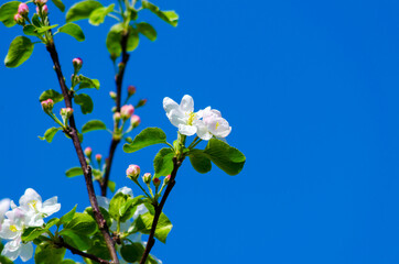 blossoming branches of an apple tree against the sky