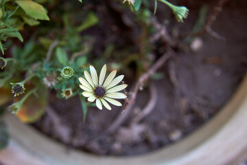 isolated Dimorphotheca ecklonis or Osteospermum or African Daisy flower in a pot in a garden. Horizontal