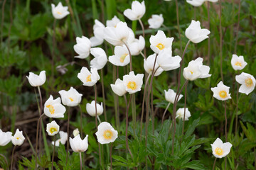 Blooming anemone, Tunkin Depression, Buryatia, Russia