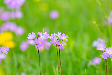 Obraz na płótnie Canvas Blooming meadow primrose on a background of green grass