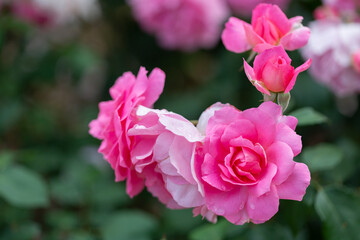 Bush blooming pink roses close up