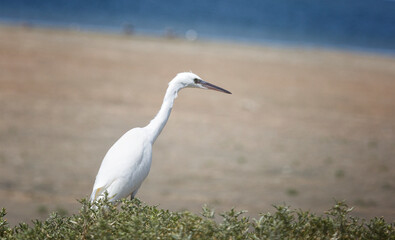 little egrets on the shore of Lake Manich, Kalmykia, Russia