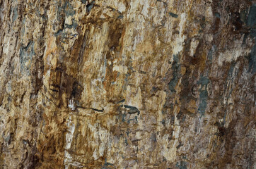 Bark of a tree background