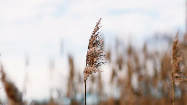 Abstract natural background of soft plants Cortaderia selloana, pampas grass moving in the wind.