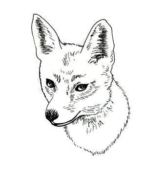 black and white fox head
