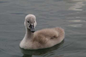 Cygnet at the Lake Zurich