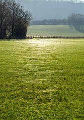 Fine cobwebs in the dew covering the grass 