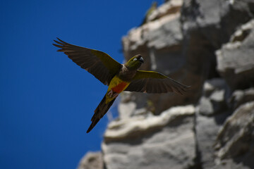 burrowing parrot (Cyanoliseus patagonus) flying in the wild © Chris Peters