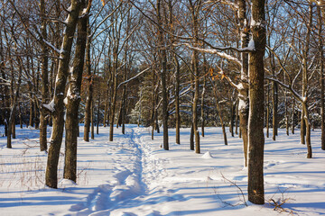 Path through a snowy winter forest. Beautiful view