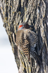 Northern Flicker woodpecker on a tree
