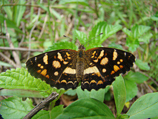 Brazilian butterfly, Anthalassa tulcis with open wings