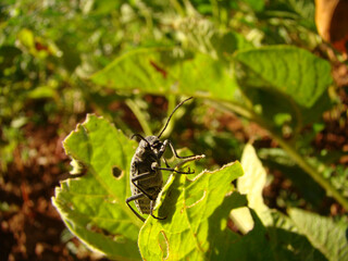 Burning Blister Beetles (Epicauta) eating a potato plant