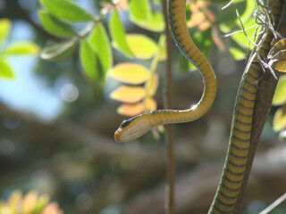 Southern Brazilian green snake (Philodryas olfersi) in a habitual habitat, a tree. In Brazil is called "cobra-cipó" or vine snake.