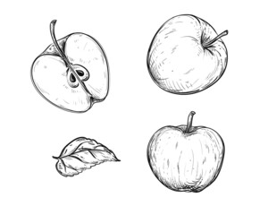 Hand drawn sketch black and white set of apple fruit, slice, leaf. Vector illustration. Elements in graphic style label, card, sticker, menu, package. Engraved style illustration.