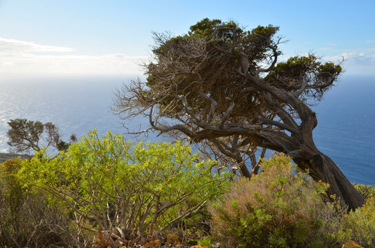 Beautiful view with gnarled Juniper trees shaped by the wind at El Sabinar, El Hierro,Canary Islands,Spain.