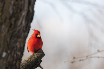 Male American Cardinal, redbird in a tree