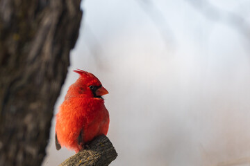 Male American Cardinal, redbird in a tree