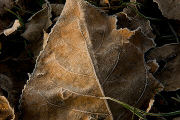 foglia secca con brina