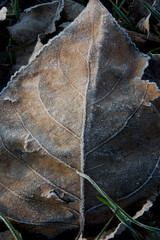 foglia marrone con brina 