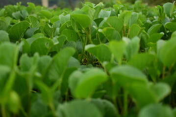 plants in the garden