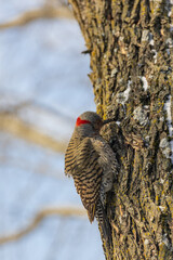 Northern Flicker woodpecker on a tree