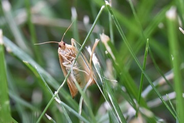 Front view of a tan moth with purple eyes standing on a blade of grass. 