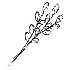 Black and white hand-drawn sketch of the spring branch of flowering willow with catkins. Simple vector rough pencil drawing isolated on transparent background