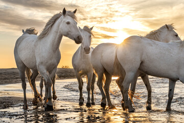 White horses are walking in the water  all over the sea in Camargue, France.