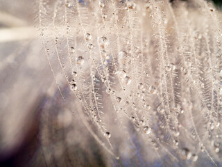 feather with dew drops - macro photo