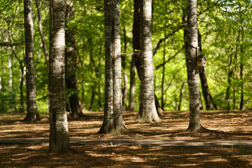 Obraz premium 公園の森