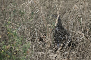 Female Spruce Grouse hiding in dry brown grass.  Bird is very well camouflaged.