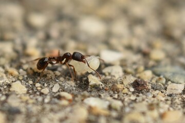 Close up of small brown ant, called a Pavement Ant, carrying a pupa, walking on cement sidewalk.