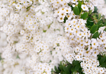 Blooming branch of Spiraea.